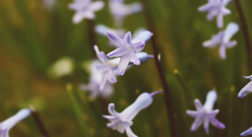 A te kulcsvirágod is veszélyben lehet – tolvaj járja a zalai temetőket!