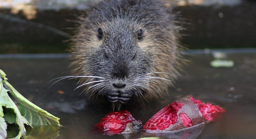 De szép kis szőrös – bosszúálló hóddal riogat egy videójáték