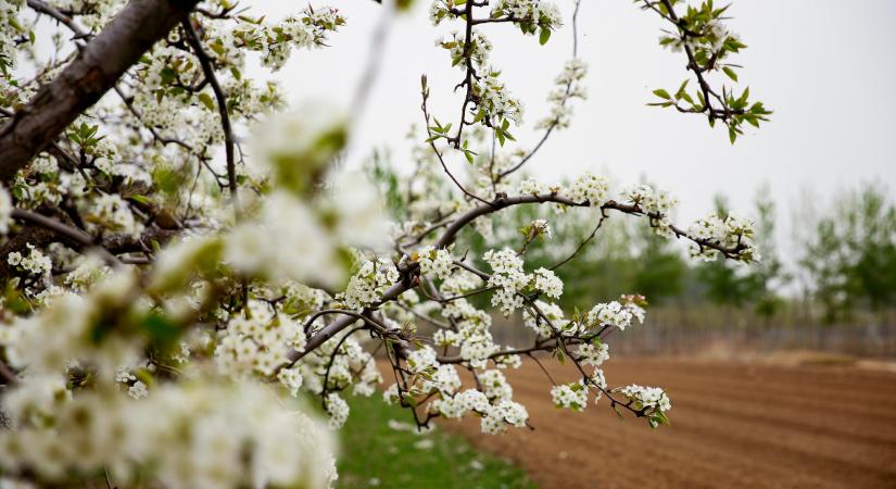 Öt vadgyümölcsfa, amit megéri (újra)felfedezni