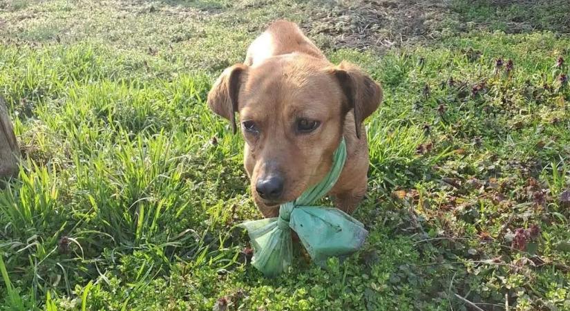 Nyolc lövedékkel a testében találtak rá egy kutyára Bácsbokodon – videó