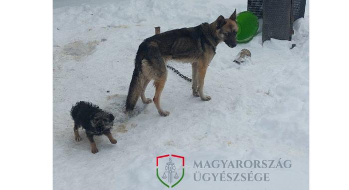 Kutya hidegben tartotta a kutyáit