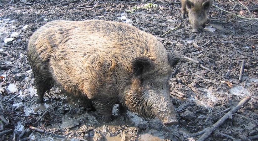 Vaddisznók okoztak riadalmat egy Nagyvárad melletti községben