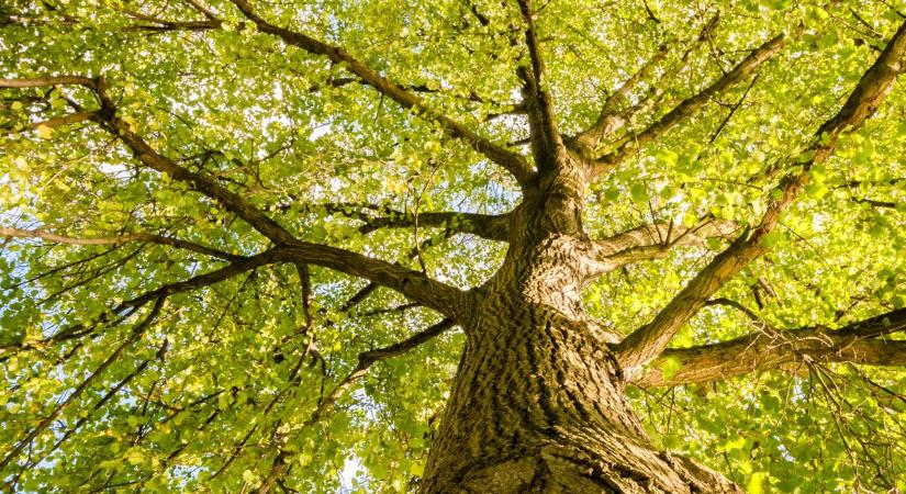 Éjszakai növényvédelmi munkák Győrben - Mutatjuk mikor permetezik a fákat