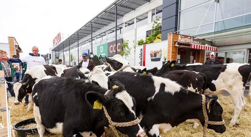 Fellázadtak a magyar tejtermelők, összeomlott a piacuk