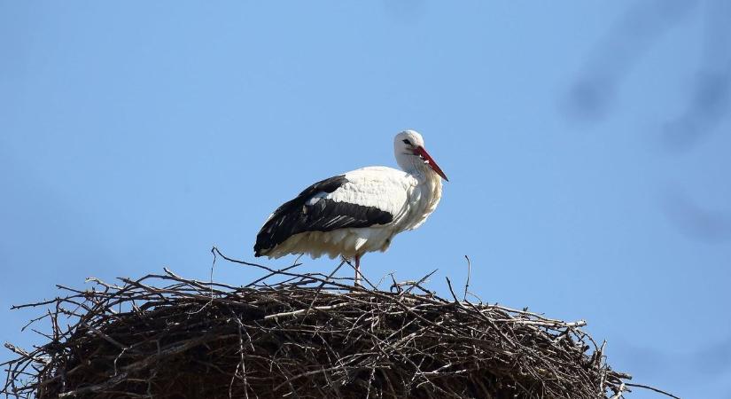 Megérkeztek az első gólyák a Tisza-tóhoz, csodálatos fotó készült a hazatérő madárról