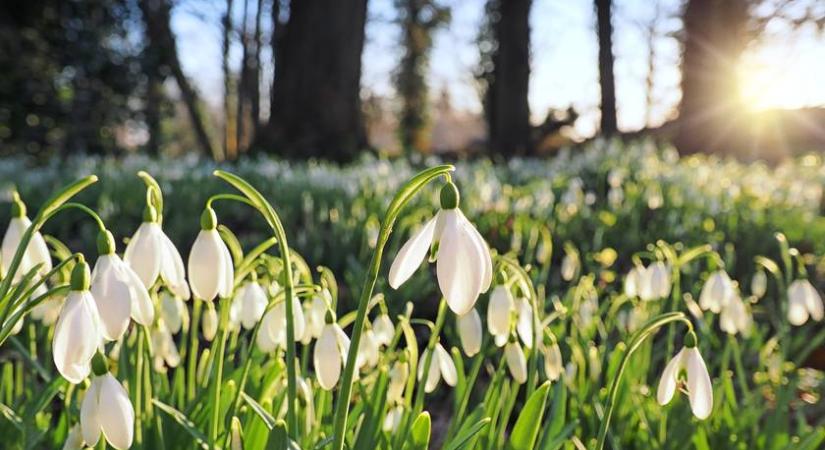 Ezért tilos leszedni gyerekkorunk kedvenc virágát – pont 20 éve büntetik