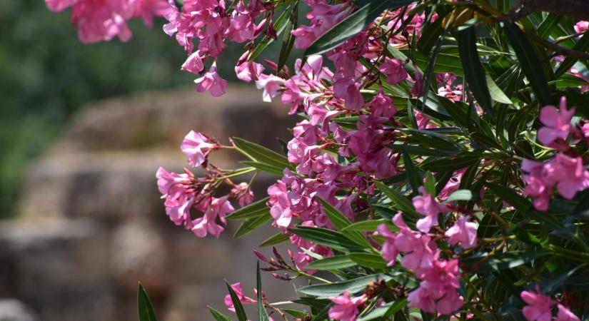 Leander tavaszi metszése: mennyit, mikor, hogyan? – Így teheted tönkre a növényt egy rossz mozdulattal