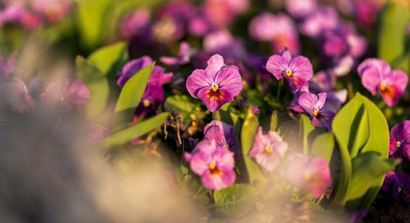 “Ifju lánya a vén télnek – Kedves kikelet”