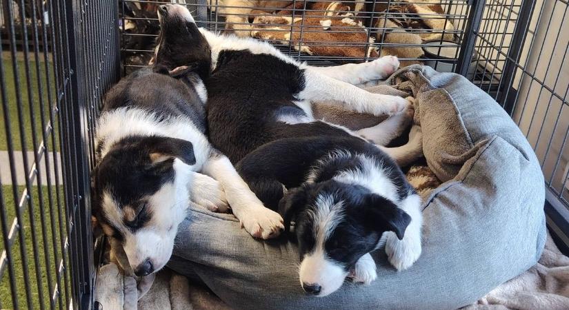 Szívmelengető összefogás készül Kaposváron