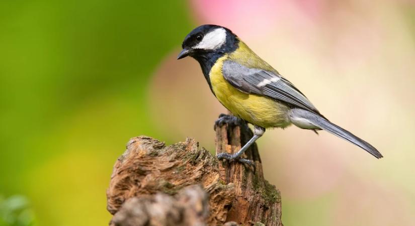 Mesterséges odúkkal is megelőzhető a széncinegék postaládákba fészkelése