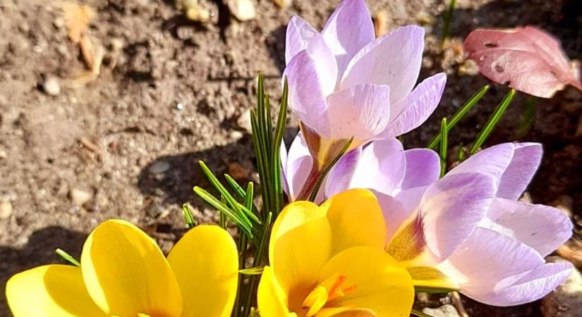 Kellemes napsütés fátyolfelhőkkel, majd helyenként záporok érkezhetnek