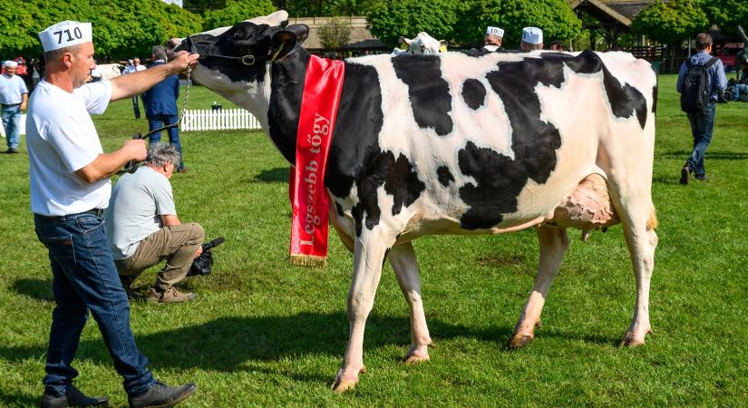 Szakadék szélén: itt a kapaszkodó, ami a felszínen tartja a tejgazdaságokat