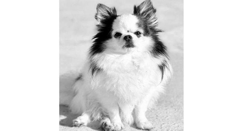 200 ezer forintot ajánlottak a megtalálónak – Tragikus vége lett Milo eltűnésének