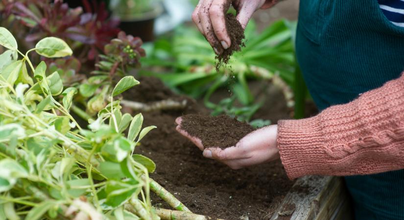 Végzetes hiba a kertben: nem mindegy, mit, milyen földbe ültetsz