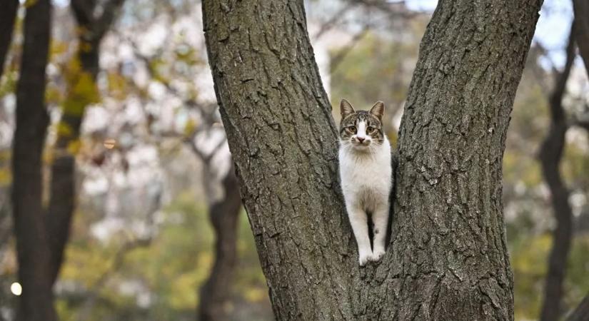 Miért esnek mindig talpra a macskák? Tudósok végre megfejtették a 200 éves rejtélyt