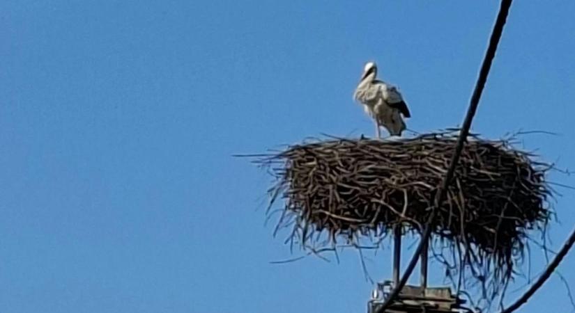 Örömhír: Matyi megérkezett és rögtön sikert aratott