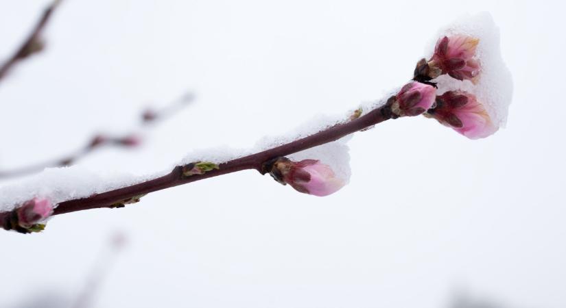 Hidegbetörés érte el a gyümölcsösöket: itt óriásiak a veszteségek
