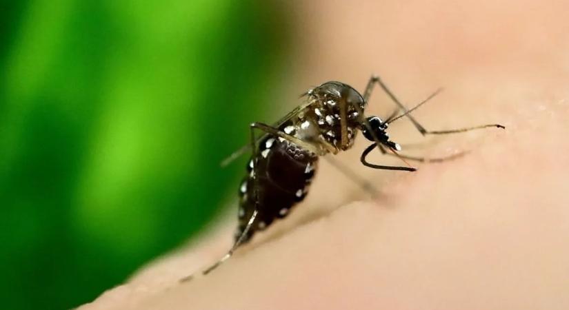 Új remény a malária ellen: megtalálták a parazita „Achilles-sarkát”