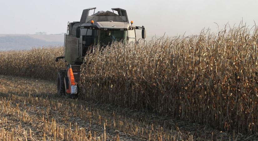 Ez ám a fordulat: a csőbe húzott gazdák mellett a szabolcsi cég dolgozóit is kártalanítja az állam!