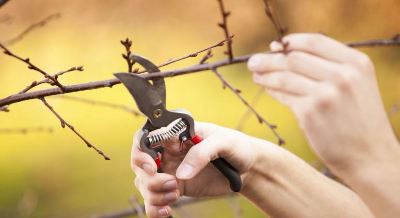 Most kell elvégezni ezeket a kerti munkákat: a kertész elmondta a legfontosabbakat