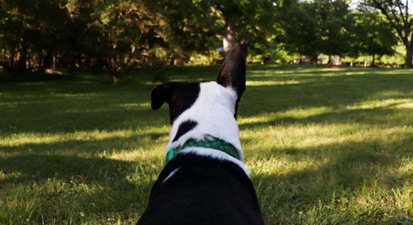 Miért fordít hátat neked a kutyád? Többet jelent, mint hinnéd