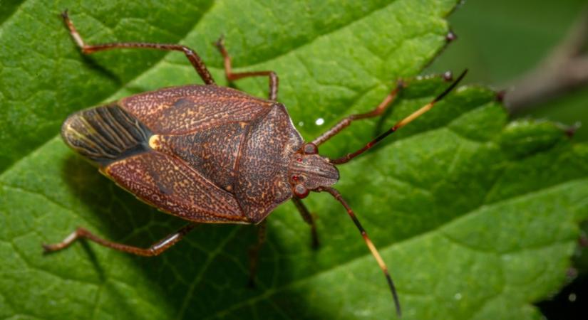 Ne késlekedj! A poloskák hamarosan lecsapnak! Így viszont megelőzheted őket!