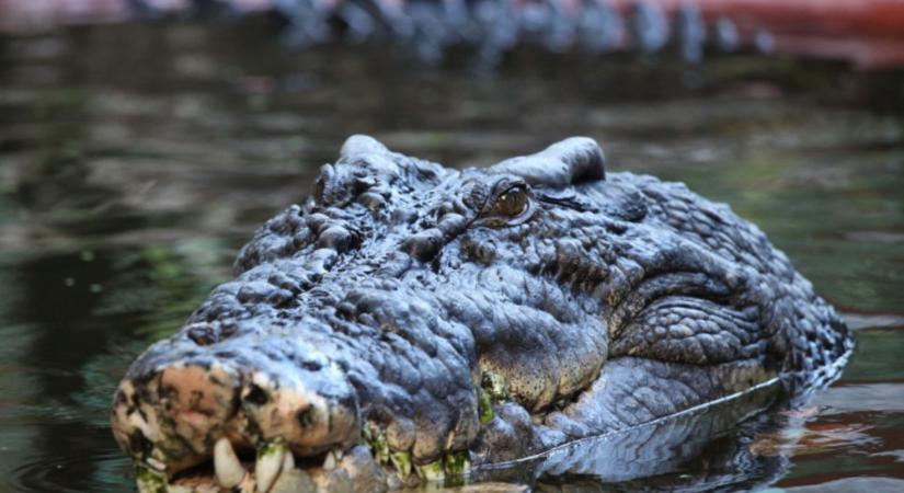 Döbbenetes veszélyre figyelmeztetnek Ausztráliában