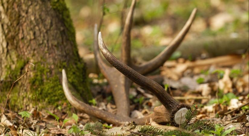 Percek alatt elfogták a lábodi agancstolvajokat