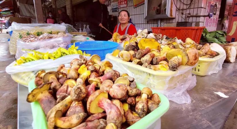 Létezik egy ázsiai gomba, amitől mindenki kis embereket hallucinál