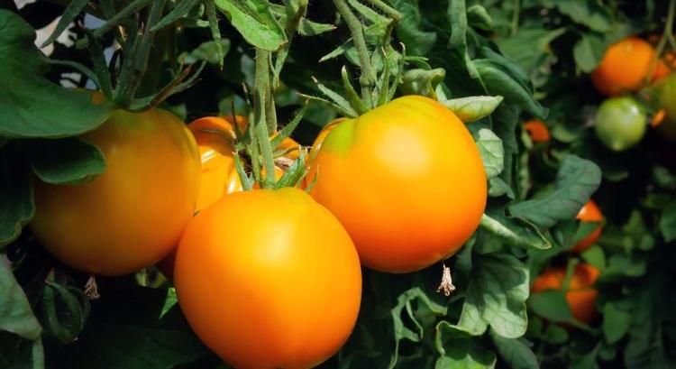 Amerikai áttörés: A-vitaminos szuperparadicsom