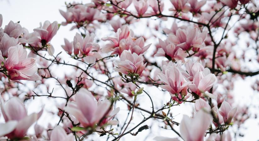 Ma, március 10.: Ildikó névnapja van – Milyen személyiséget takar a név?