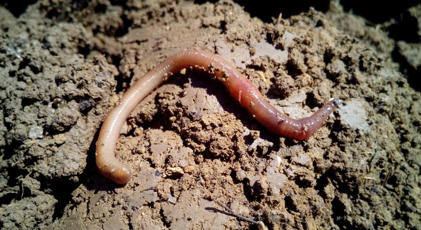 Meglepő, mi történik a talajban tavasszal