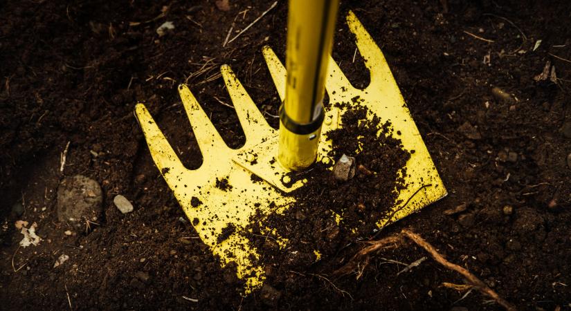 Kertben gyomként írtjuk, boltban 10 ezerért vesszük kilóját, mi az?