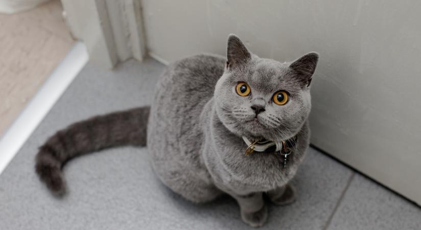 A macska érzi, mikor ér haza a gazdája: mi a titka? – Íme a tudományos magyarázat