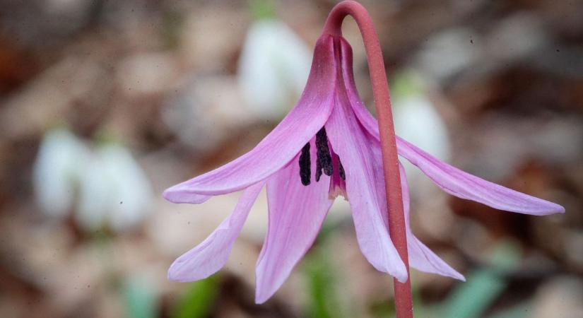 Kiderült, meddig tart a kora tavasz