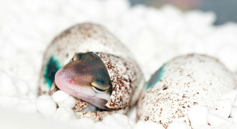 Ne dobd ki a tojáshéjat – a madaraknak aranyat ér tavasszal