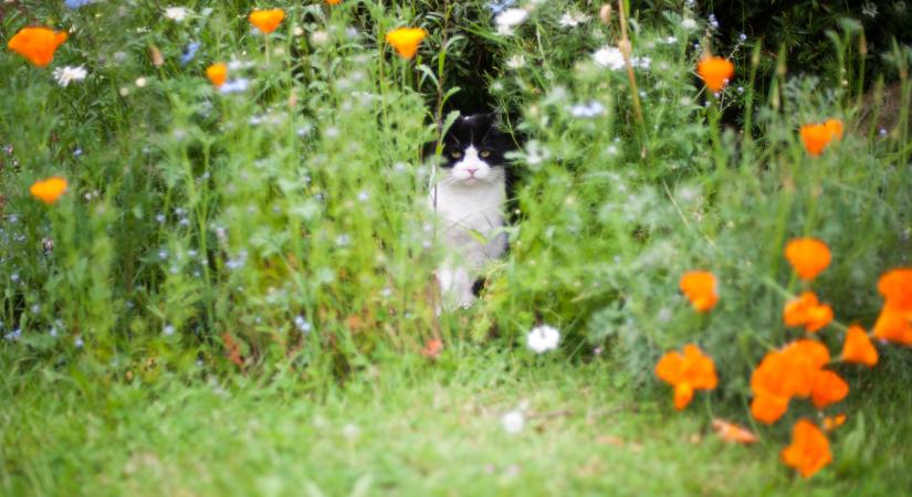 Így tartsd távol az idegen macskákat a kertedből