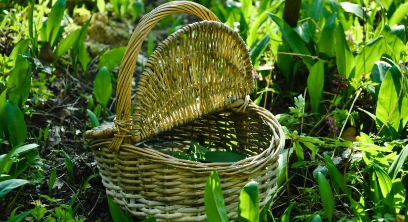 Ide járnak most a zalaiak: itt van a legtöbb medvehagyma! (galéria, videó)