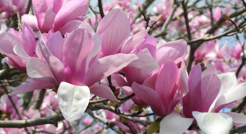 Ilyen egyszerű! Ettől lesz gyönyörű a liliomfád! Szuper magnólia gondozási tippek!