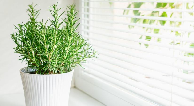 Miért tesznek sokan rozmaringágat az ablakpárkányra?