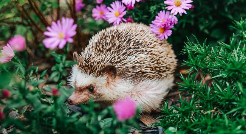 Vigyázzunk a sünikre! Kertrendezéssel is könnyen teljes családok pusztulását okozhatjuk