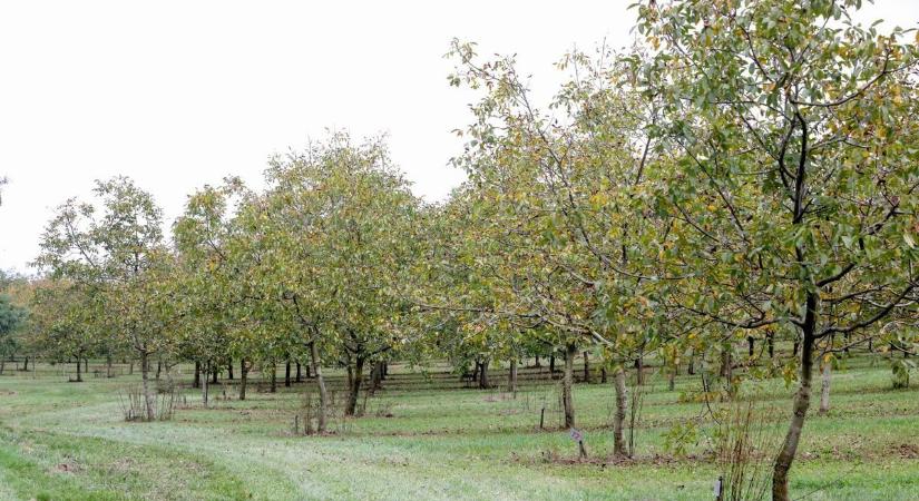 Túlélte a telet a dió legnagyobb ellensége? – megszólalt a szakember