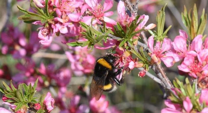 Jön a beporzók napja az Ős-Dráva Látogatóközpontban