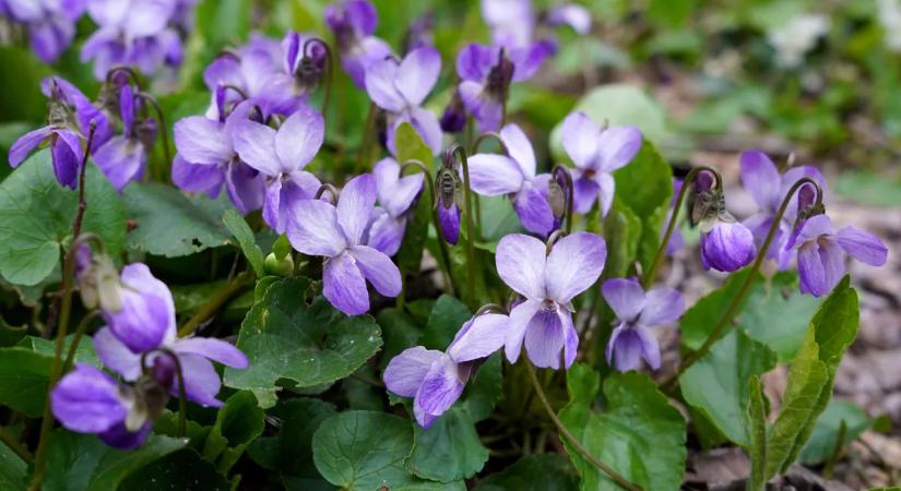 Tudtad, hogy az ibolya számos betegségre gyógyír? Így használhatod torokfájásra, bőrpanaszokra és köhögésre