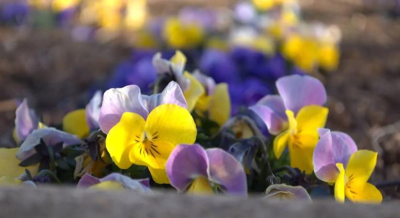 Ezeket a virágokat ültesd el márciusban – egészen őszig díszítik majd a kerted