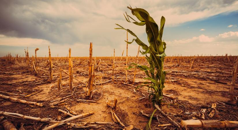 Magyarország a tűzvonalban: hazánk az aszály és a hőség egyik legkitettebb régiója