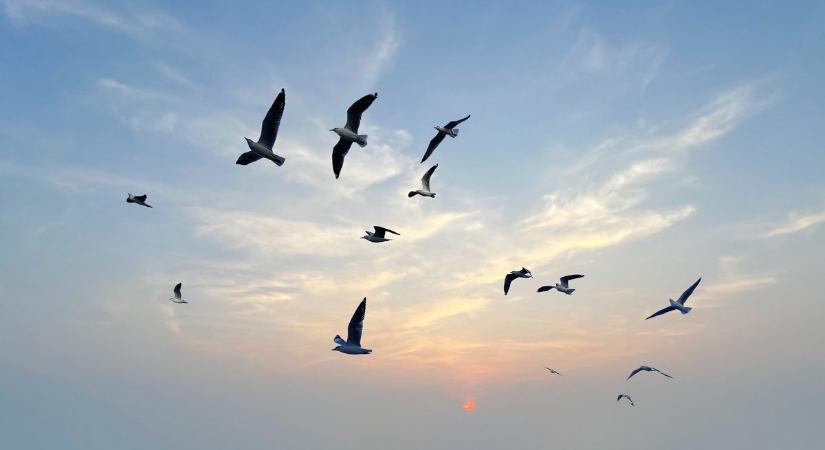 Egyre egyformább az élővilág: beköszöntött a „homogenocén” kora