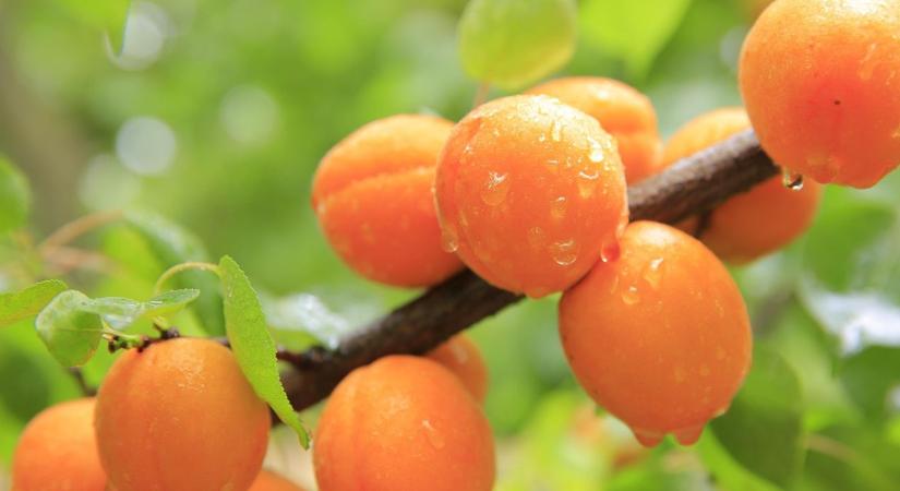 Vesztésre áll a 2026-os kajszitermés? Drasztikus fagykárok a szomszédban