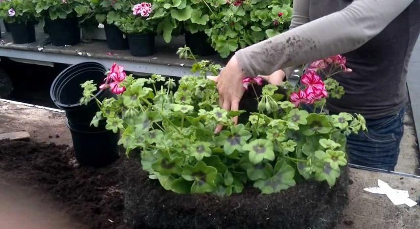 Felejtsd el a petúniát és a muskátlit! A gazdag magyarok már rég a kukába dobták őket, és ezt az 5 féle növényt rakják az ablakaiba!