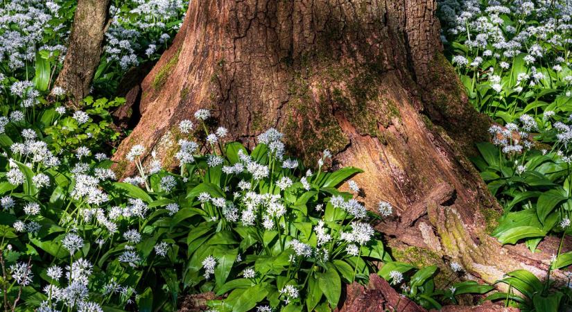 Indul a medvehagyma szezon: Fejérben ezeken a helyeken érdemes gyűjteni